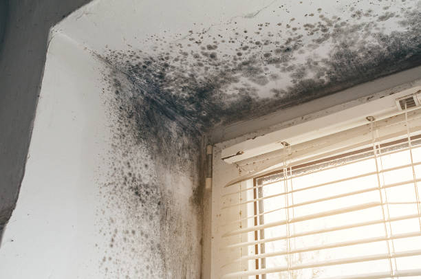 Affordable Mold Remediation solutions in Fort Monmouth, NJ